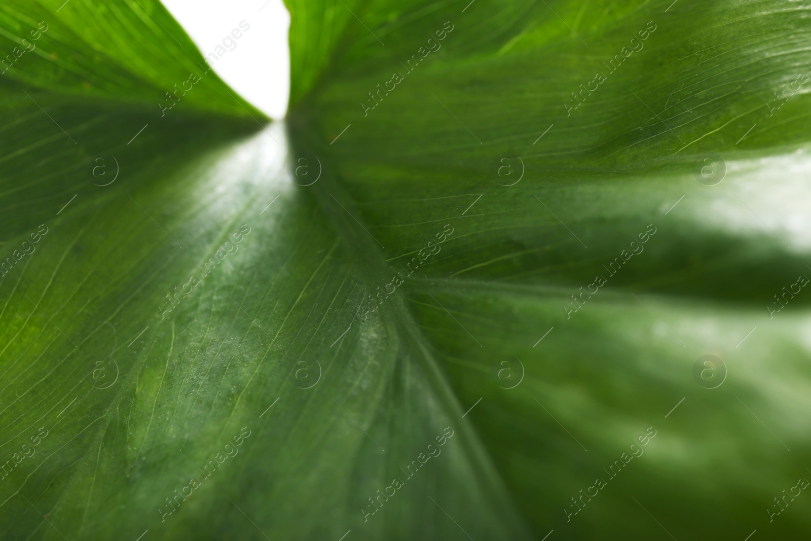 Photo of Green leaf of lab plant, closeup. Biological chemistry