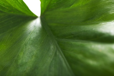 Green leaf of lab plant, closeup. Biological chemistry