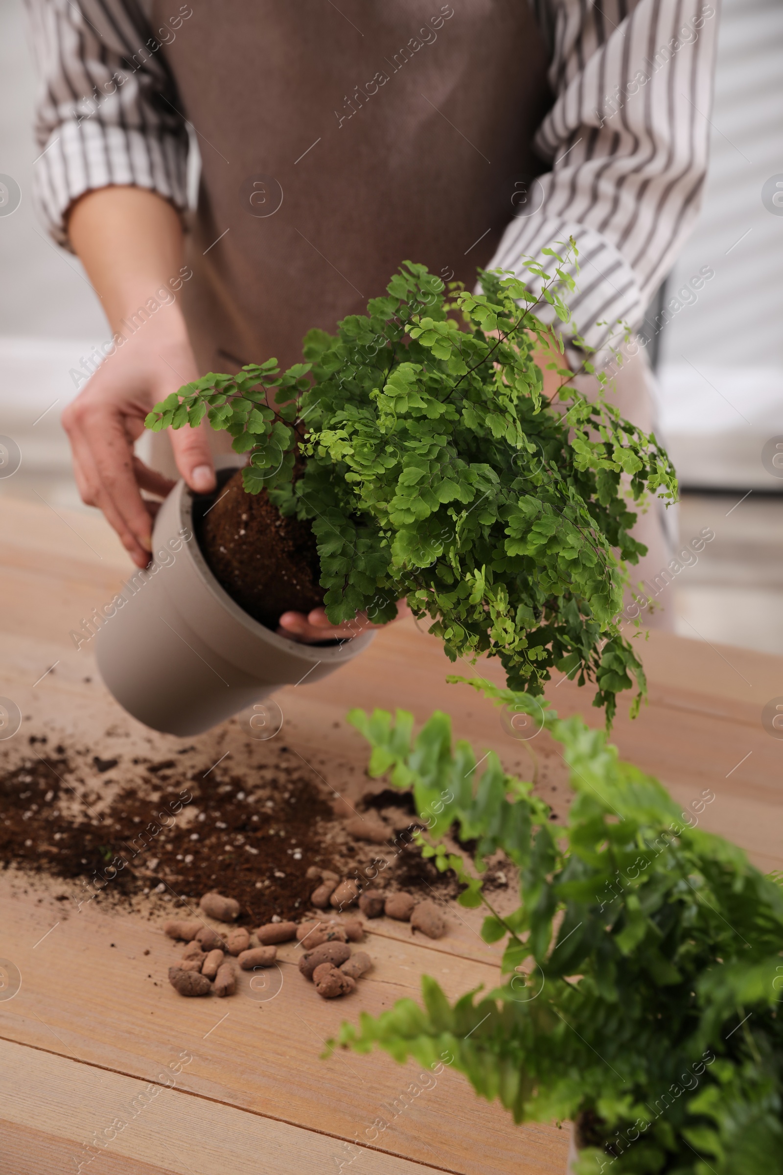 Photo of Woman planting fern at wooden table indoors, closeup