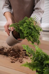 Woman planting fern at wooden table indoors, closeup