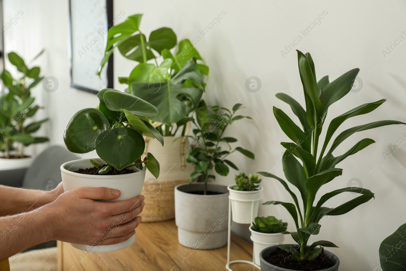 Photo of Woman with beautiful green houseplant indoors, closeup