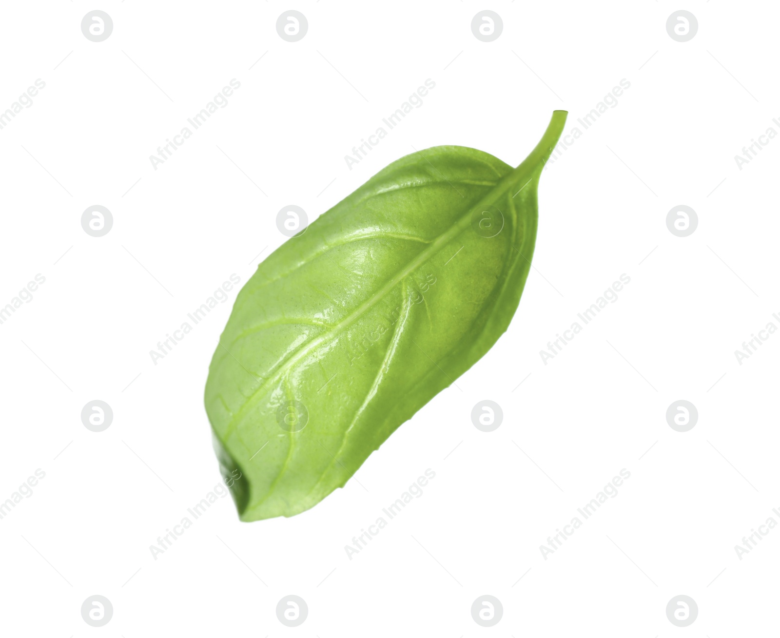 Photo of Fresh green basil leaf isolated on white