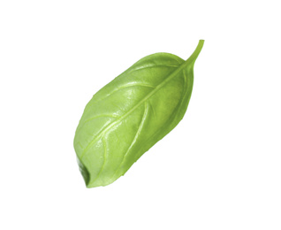 Photo of Fresh green basil leaf isolated on white