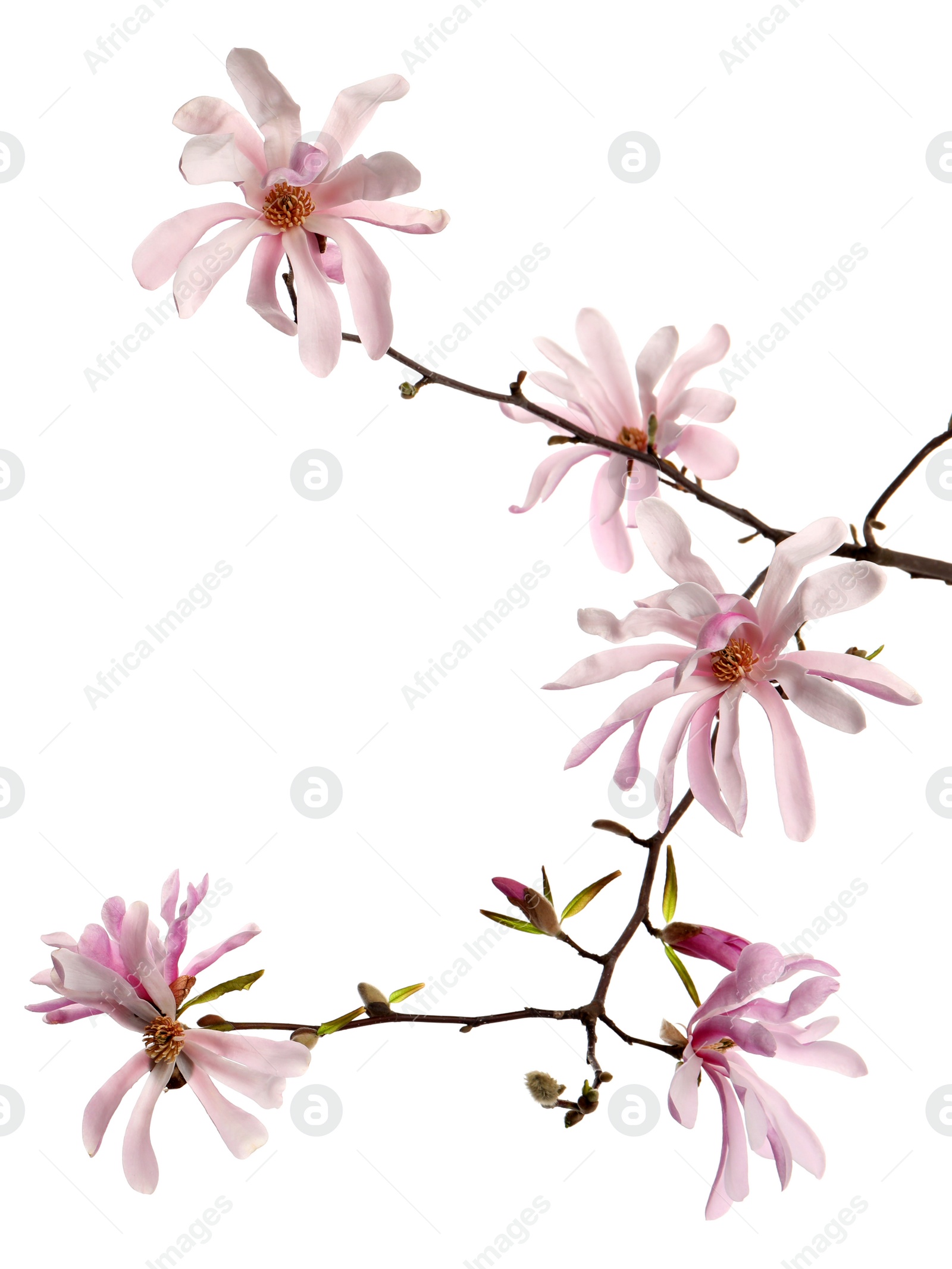 Photo of Magnolia tree branch with beautiful flowers isolated on white