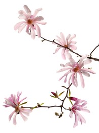 Photo of Magnolia tree branch with beautiful flowers isolated on white