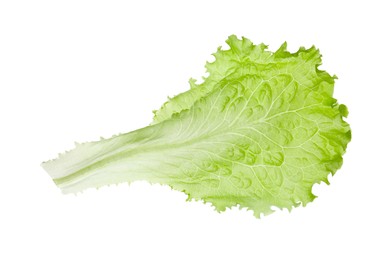 Photo of One fresh lettuce leaf isolated on white. Burger ingredient