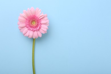 Photo of One beautiful pink gerbera flower on light blue background, top view. Space for text