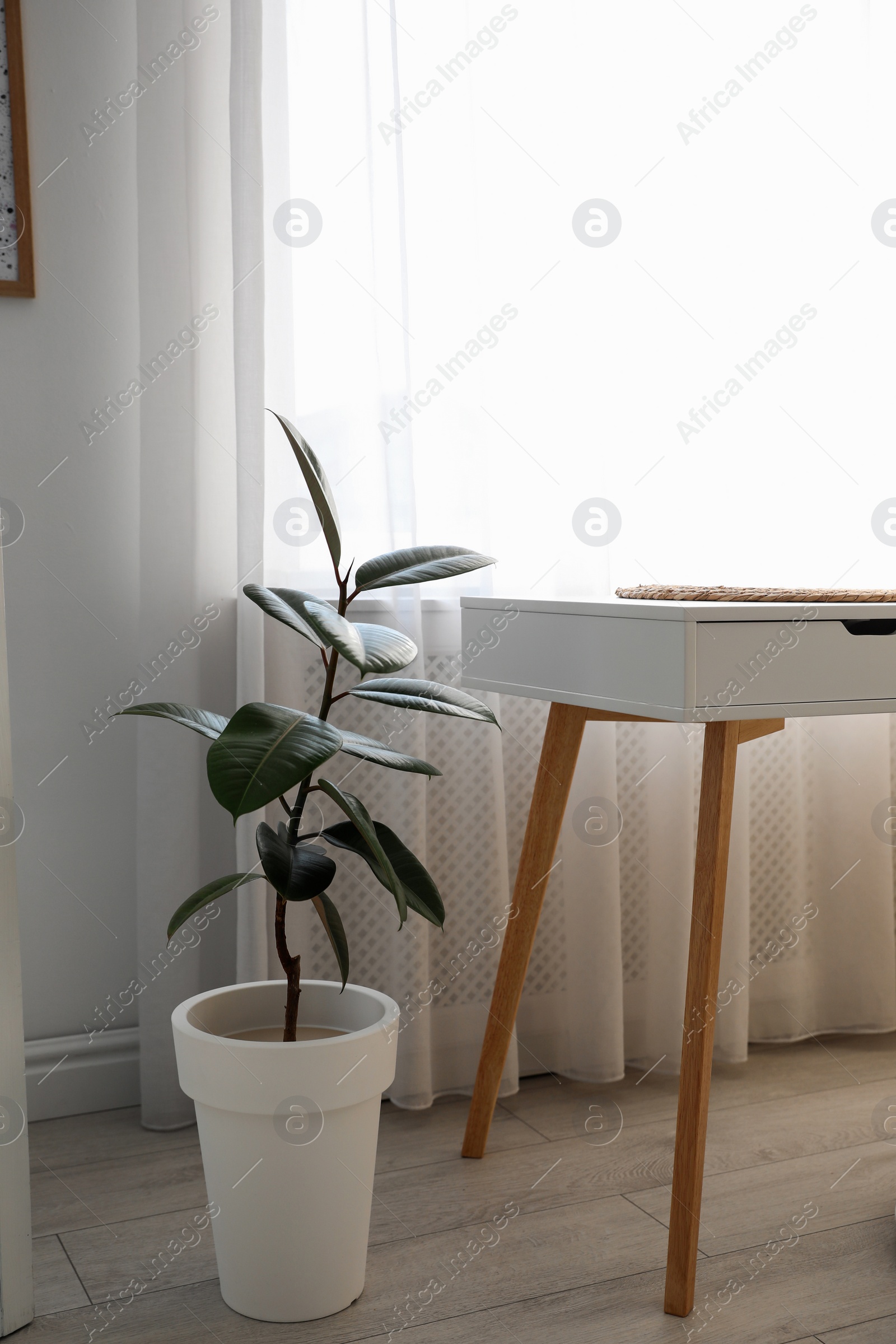 Photo of Beautiful potted plant near table in room. Home decoration