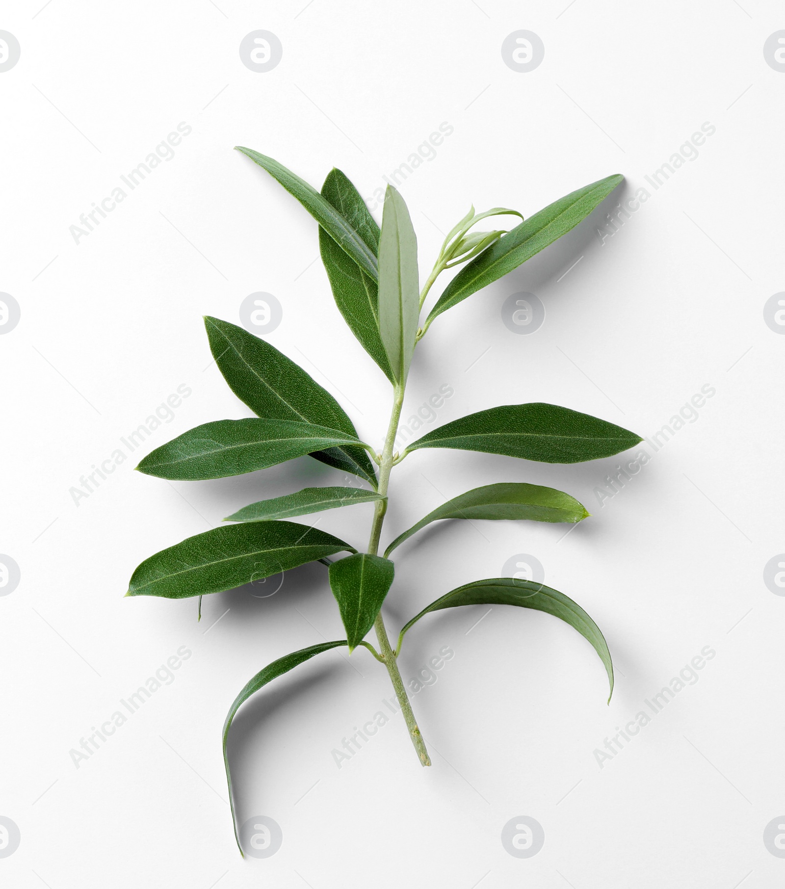 Photo of Twig with fresh green olive leaves on white background, top view