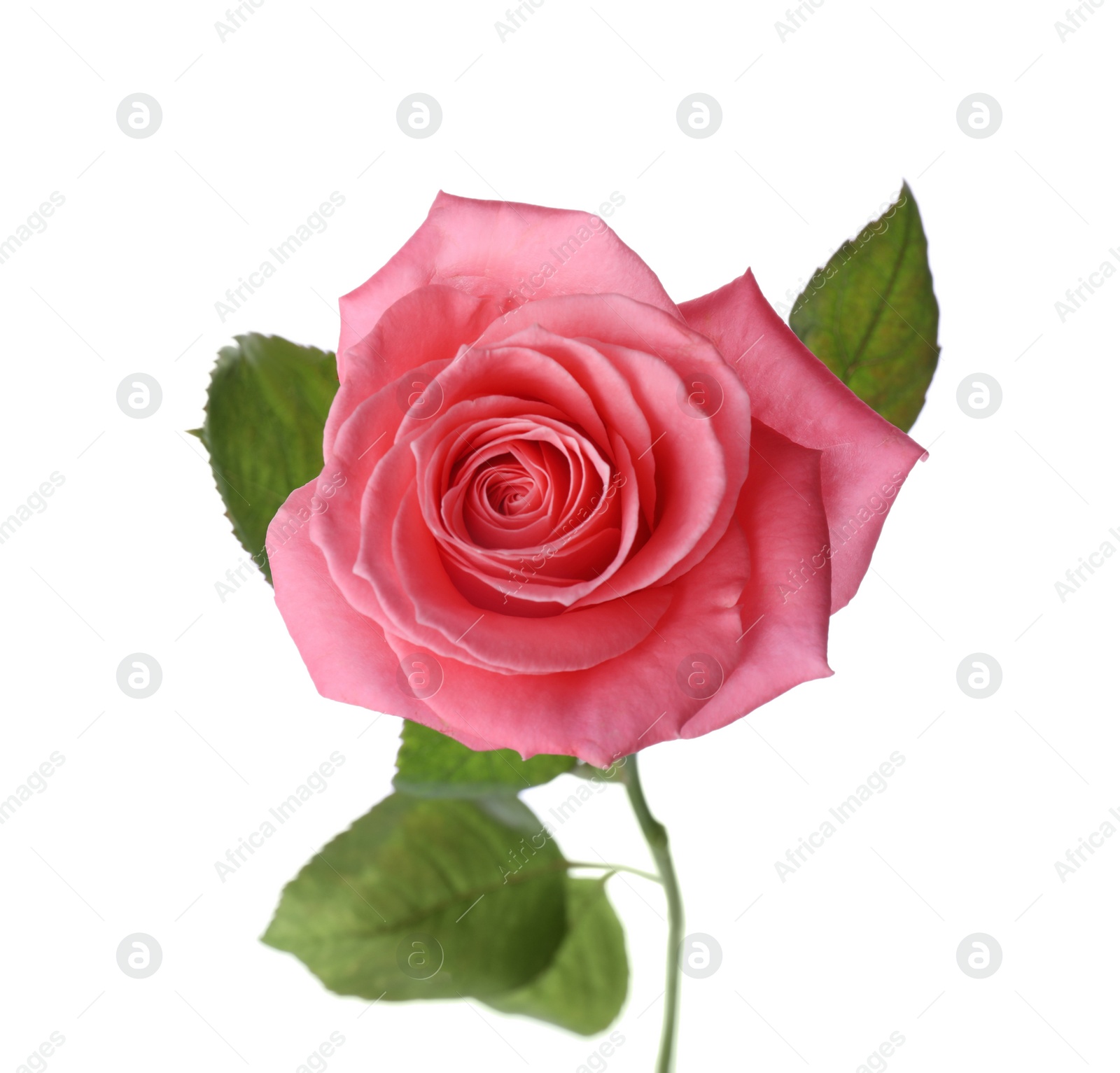 Photo of Blooming pink rose isolated on white. Beautiful flower