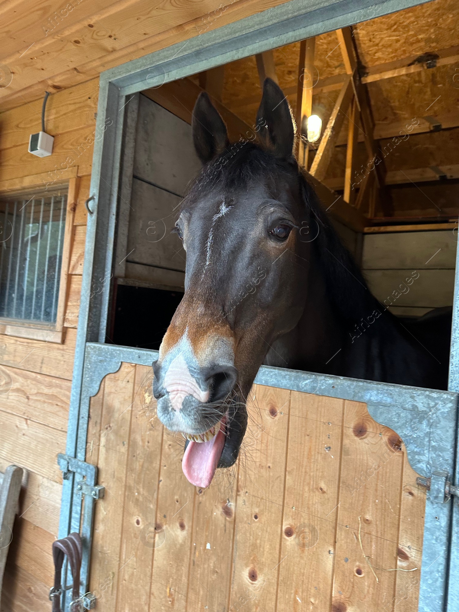 Photo of Adorable horse in stable. Lovely domesticated animal