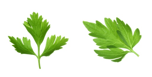 Two green parsley leaves on white background