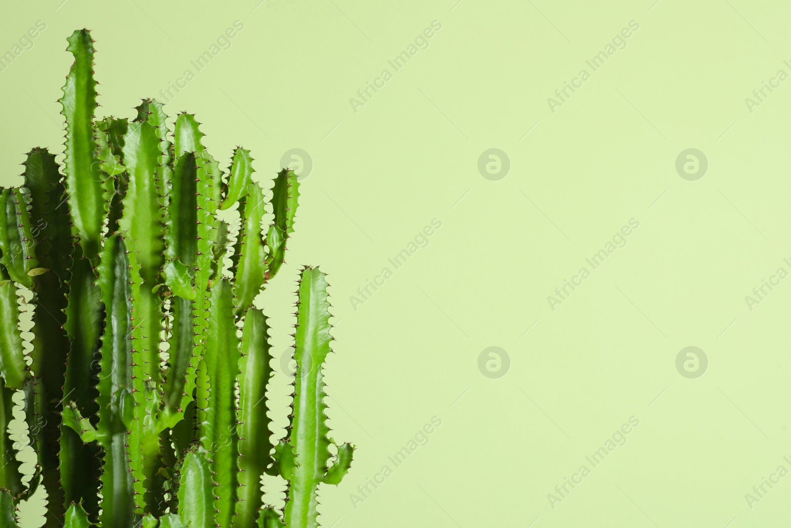 Photo of Beautiful cactus on green background, space for text. Tropical plant