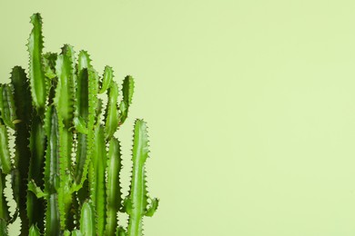 Photo of Beautiful cactus on green background, space for text. Tropical plant