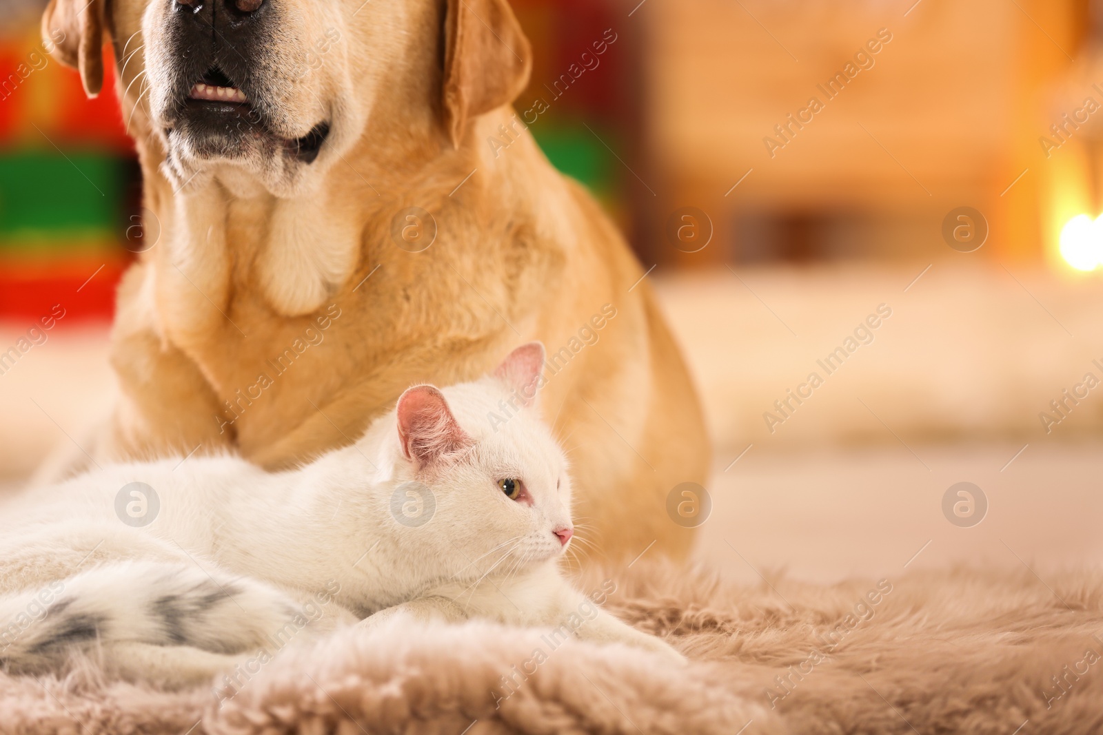 Photo of Adorable dog and cat together at room decorated for Christmas. Cute pets