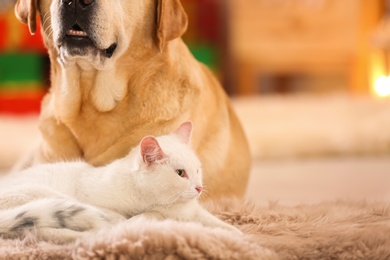 Adorable dog and cat together at room decorated for Christmas. Cute pets