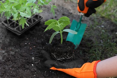 Photo of Woman wearing gardening gloves transplanting seedling from plastic container in ground outdoors, closeup