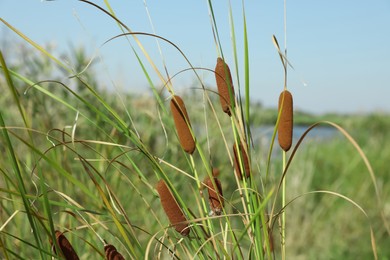 Beautiful reed plants growing outdoors on sunny day
