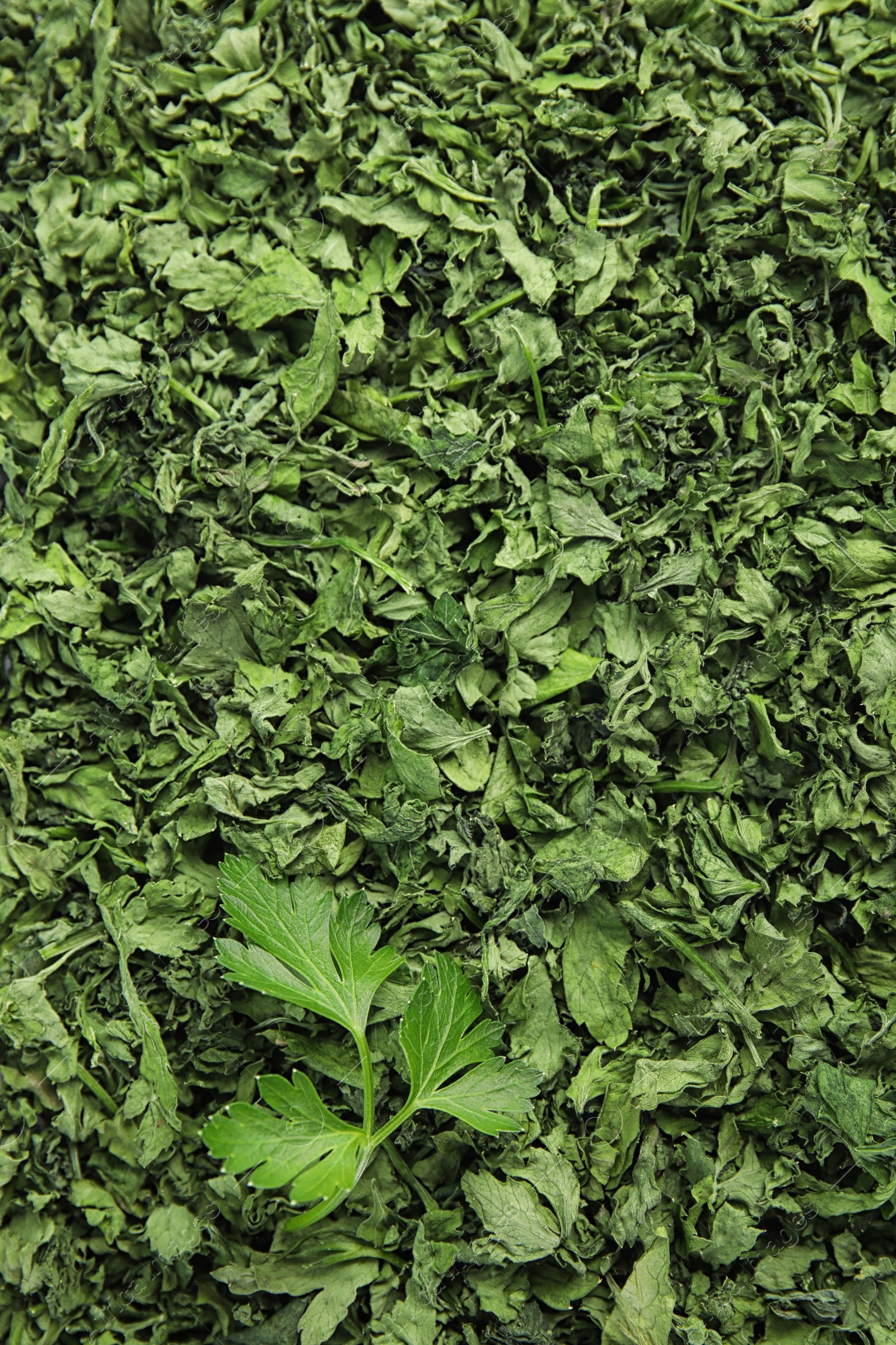 Photo of Heap of dried parsley and fresh leaf as background, closeup