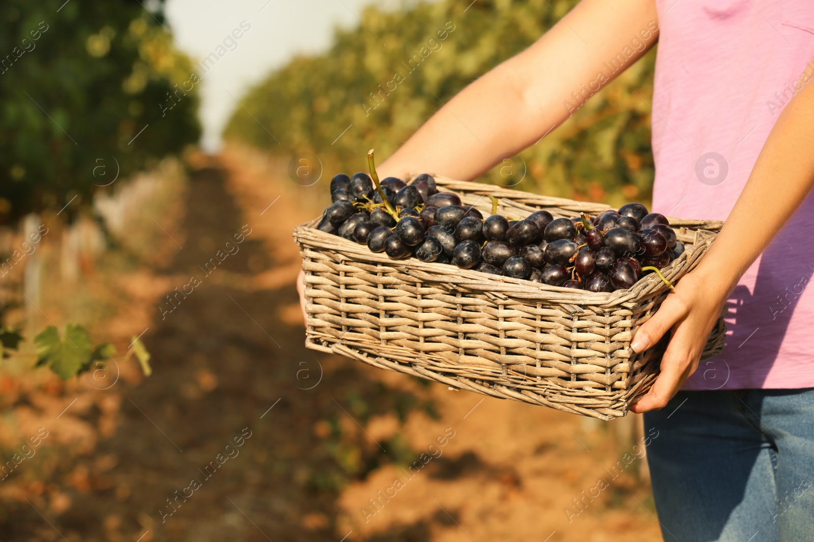 Photo of Woman holding basket with fresh ripe juicy grapes in vineyard, closeup