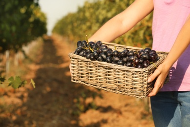 Woman holding basket with fresh ripe juicy grapes in vineyard, closeup