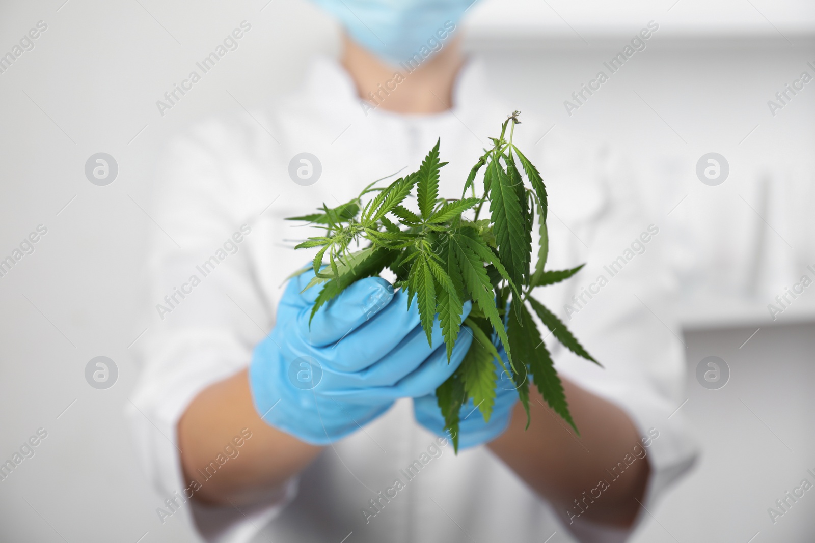 Photo of Scientist with hemp in office, closeup. Medical cannabis