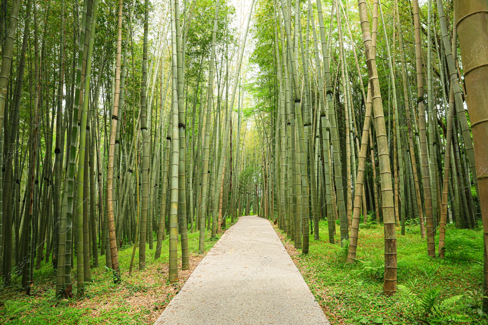 Photo of Picturesque view of tranquil park with pathway surrounded by beautiful bamboo