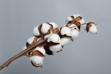 Photo of Beautiful cotton branch with fluffy flowers on light grey background