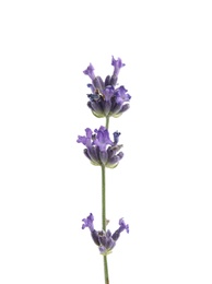 Image of Beautiful lavender on white background, closeup view