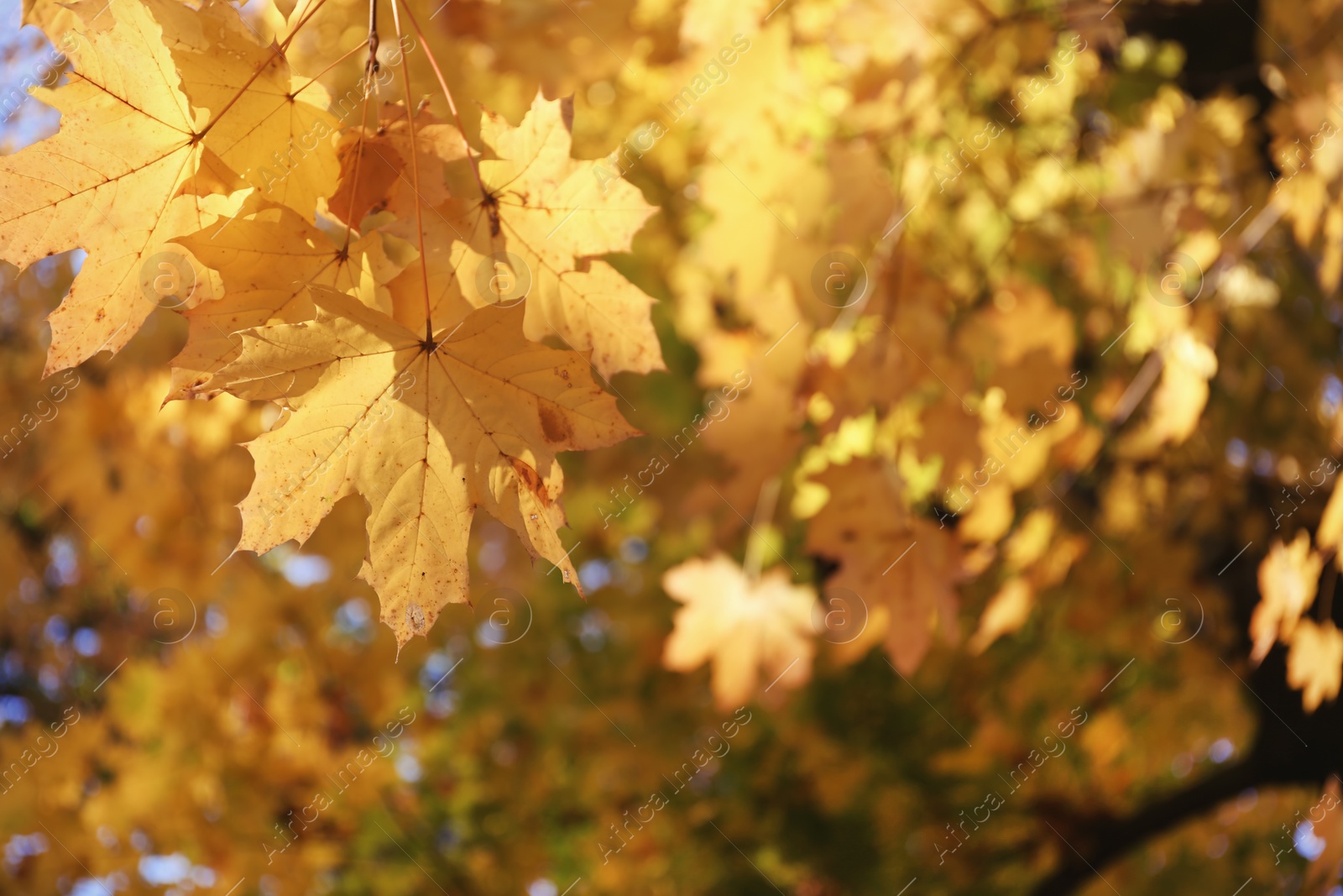 Photo of View of tree branches with autumn leaves in park