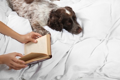 Photo of Adorable Russian Spaniel with owner in bed, closeup view. Space for text
