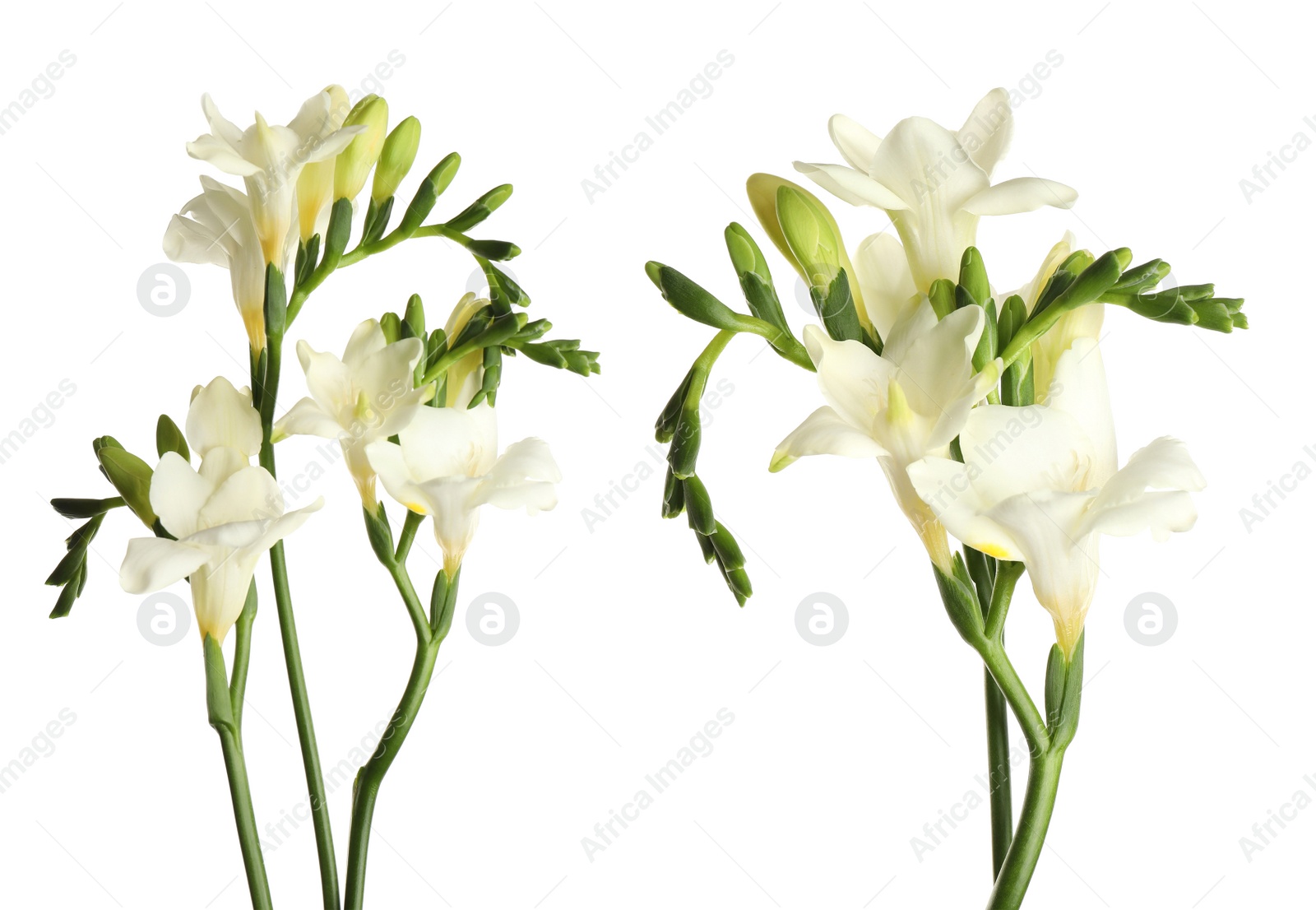 Image of Beautiful fragrant freesia flowers on white background