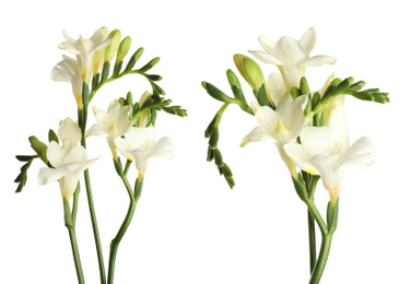 Beautiful fragrant freesia flowers on white background