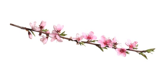 Photo of Beautiful sakura tree branch isolated on white