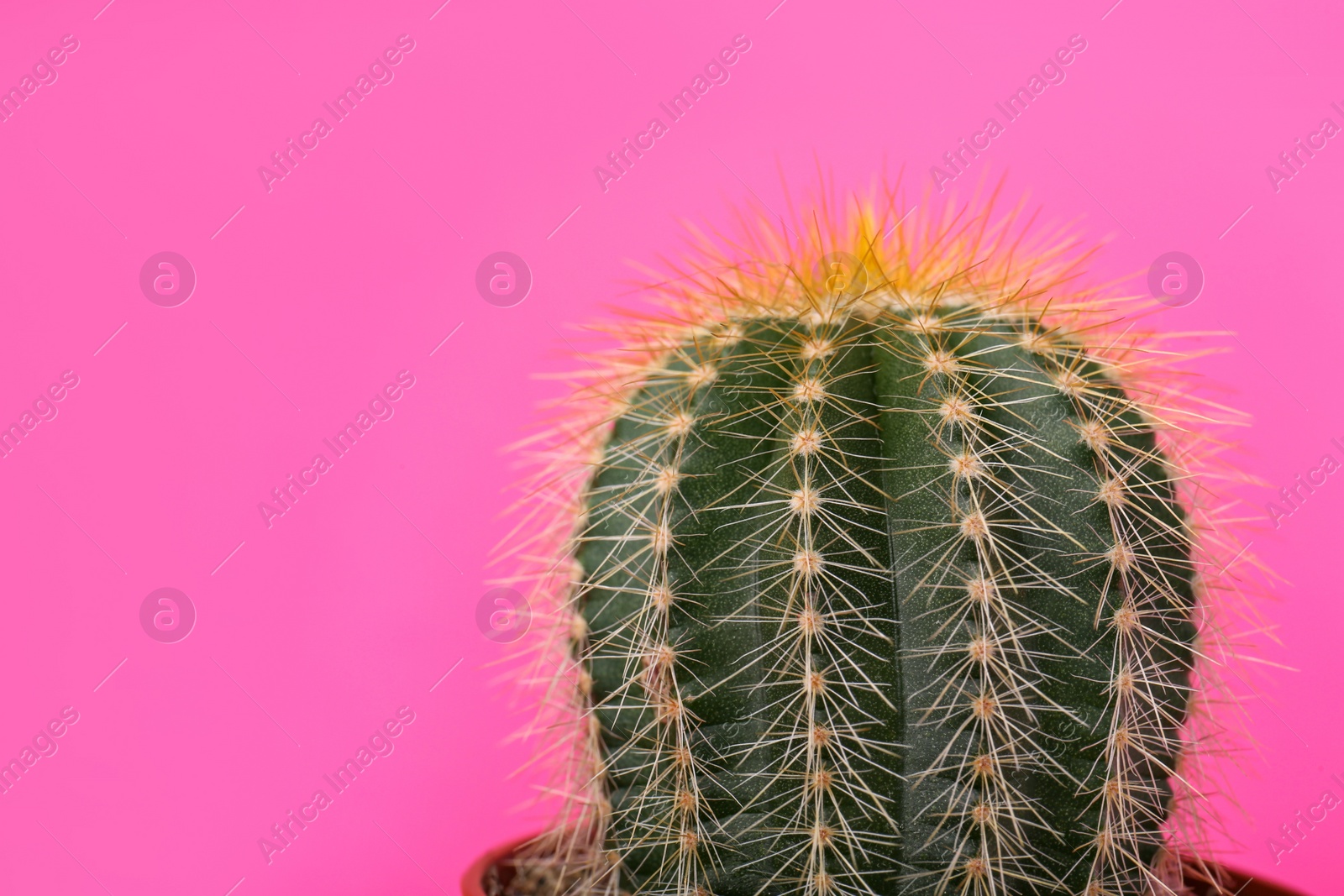 Photo of Beautiful green cactus on pink background, closeup with space for text. Tropical plant