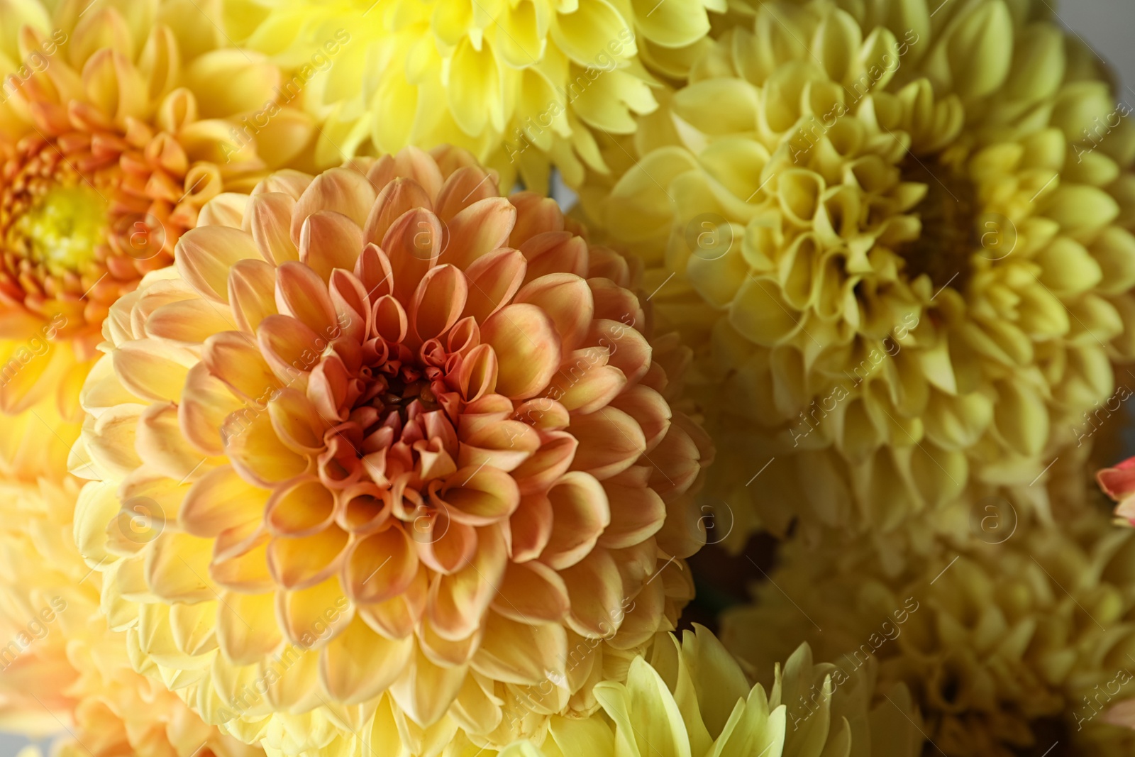 Photo of Beautiful yellow dahlia flowers as background, closeup