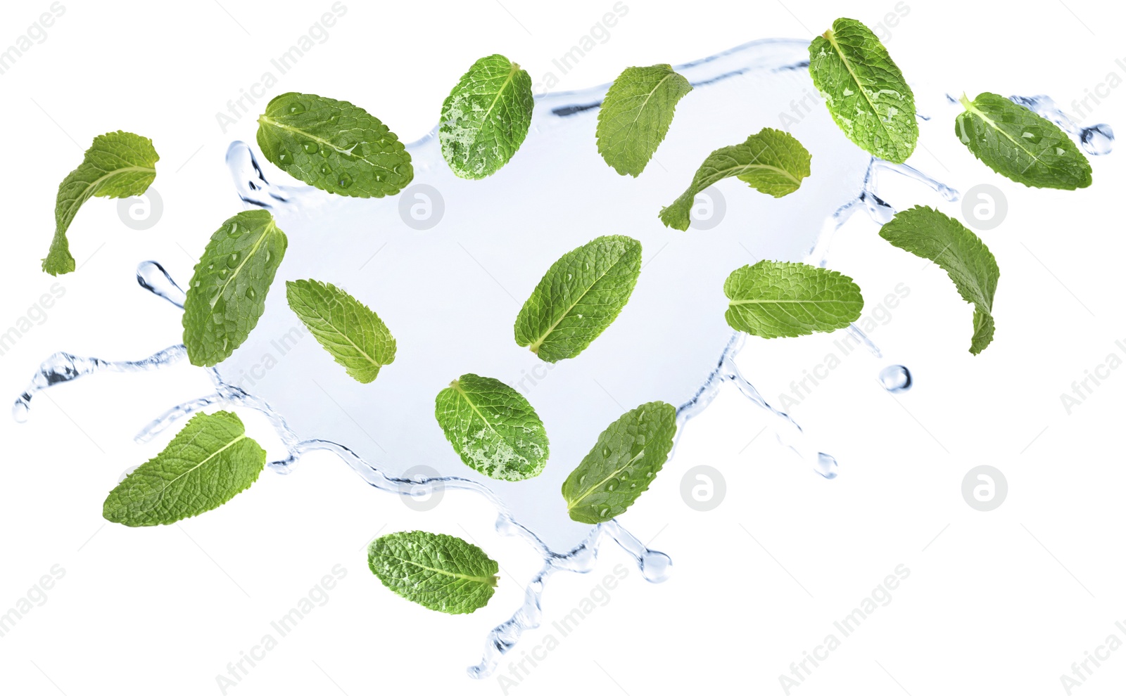 Image of Set of flying green mint leaves with splash of water on white background