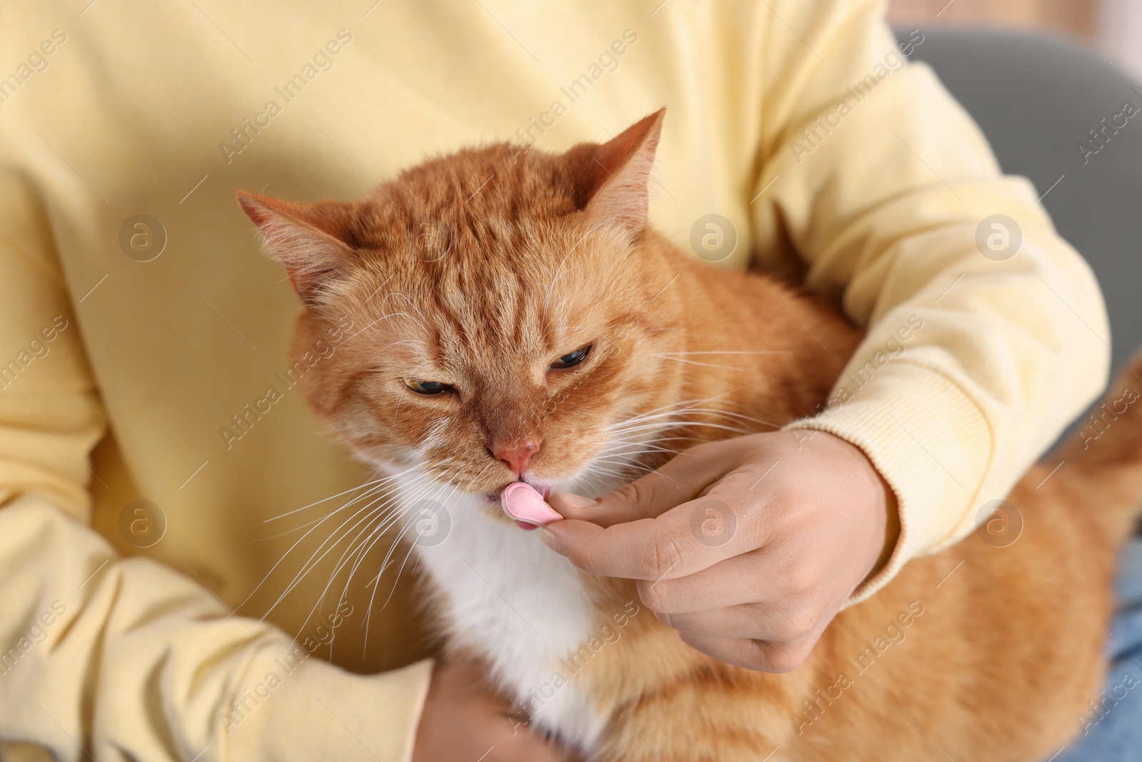 Photo of Woman giving vitamin pill to cute ginger cat on couch indoors, closeup