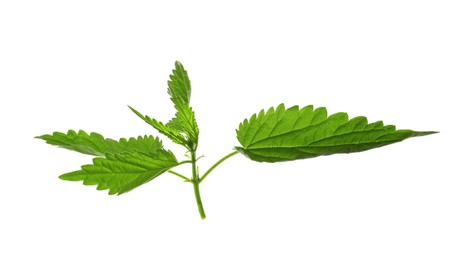 Photo of Fresh stinging nettle plant on white background