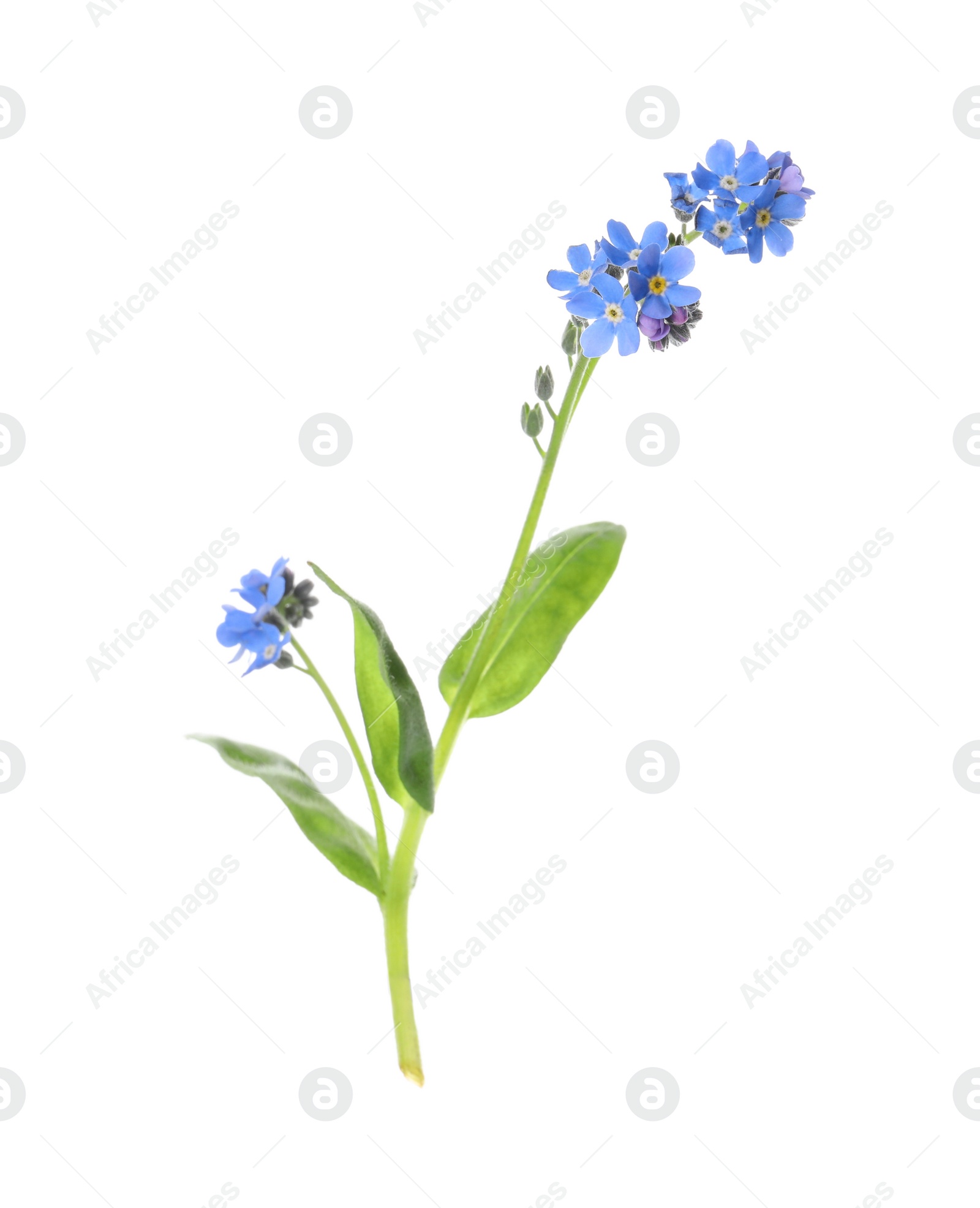 Photo of Beautiful blue Forget-me-not flowers isolated on white