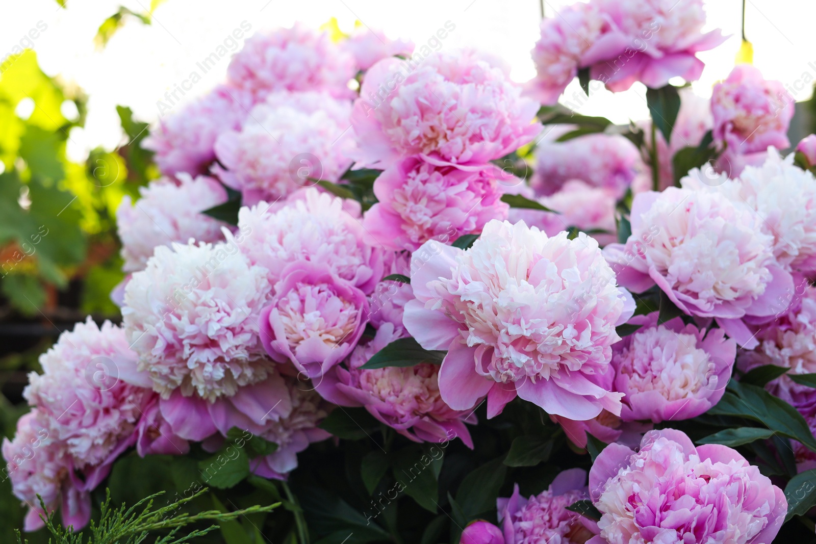 Photo of Blooming peony plant with beautiful pink flowers outdoors, closeup