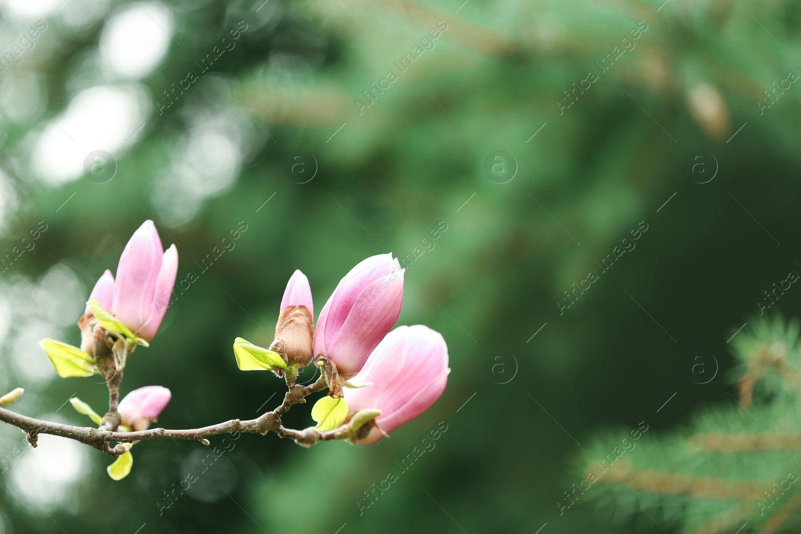 Photo of Closeup view of magnolia tree with beautiful flowers outdoors, space for text. Amazing spring blossom