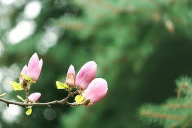 Closeup view of magnolia tree with beautiful flowers outdoors, space for text. Amazing spring blossom