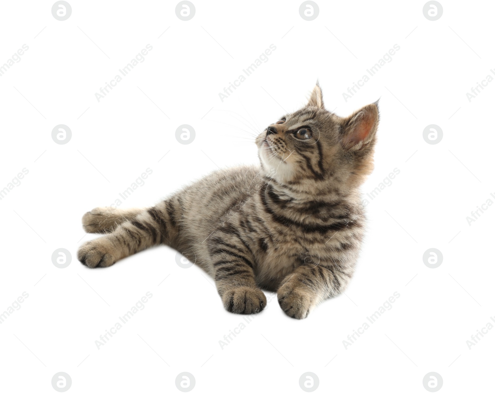 Photo of Cute tabby kitten on white background. Baby animal