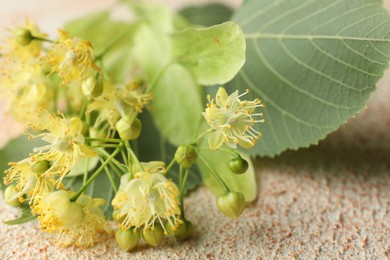 Fresh linden leaves and flowers on light table, closeup