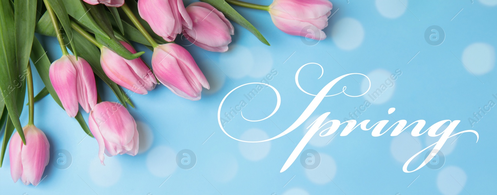 Image of Beautiful pink tulips on light blue background, flat lay. Hello spring 