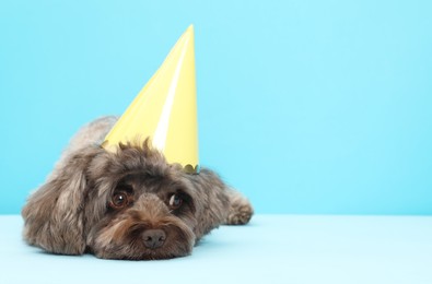 Photo of Cute Maltipoo dog with party hat on light blue background, space for text. Lovely pet