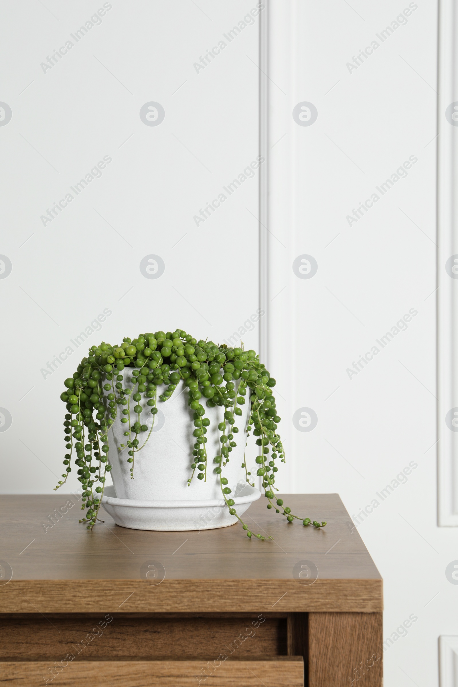 Photo of Beautiful green potted houseplant on wooden table indoors