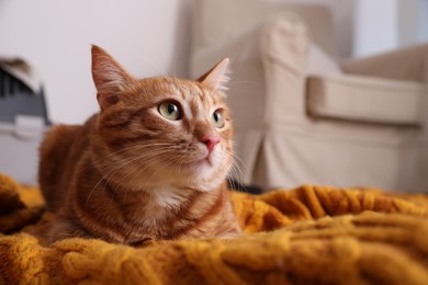 Cute ginger cat on knitted plaid at home