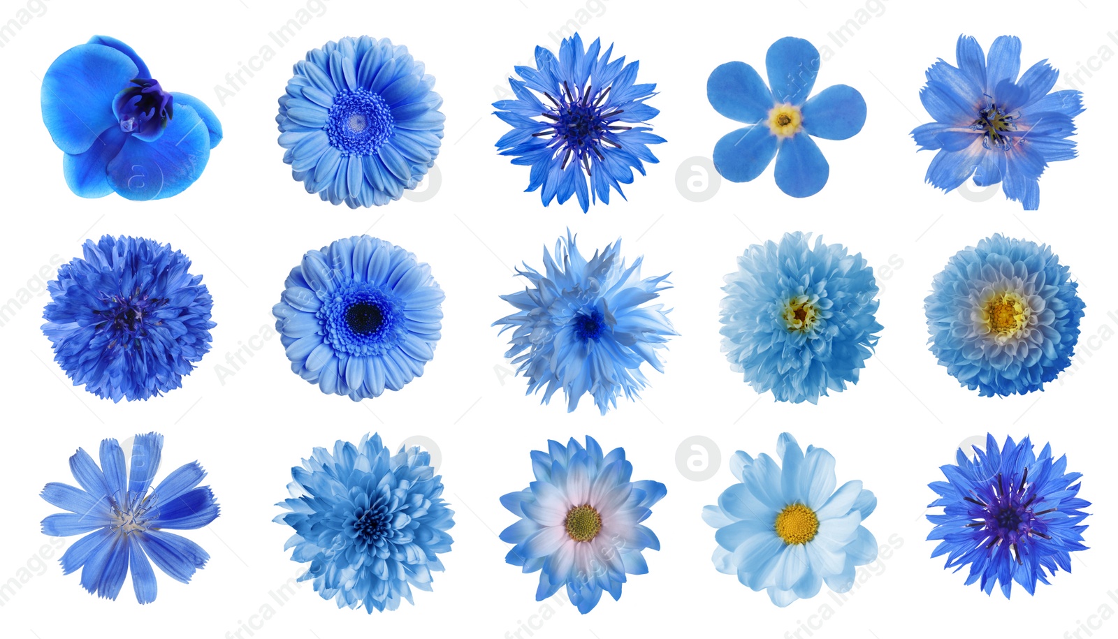 Image of Set with different beautiful blue flowers on white background